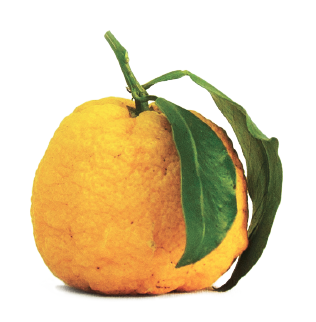 Kimino Yuzu Sweetened Sparkling Soda - 8.45 oz X 24