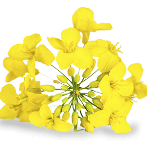 Non-GMO Canola Oil - 35 Pound